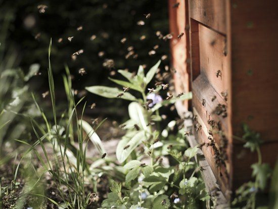 Bienen im Anflug auf das Flugloch ihrer Beute
