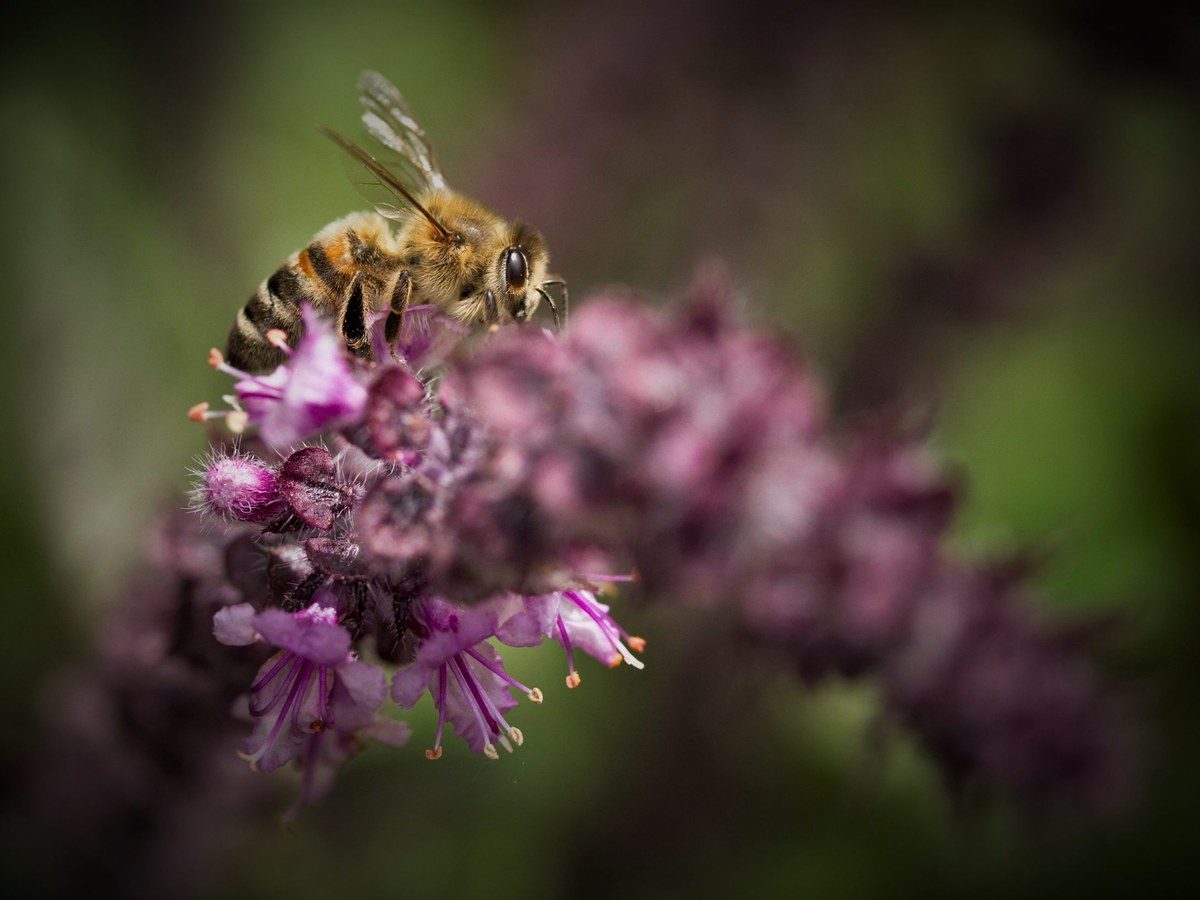 Honigbiene sammelt Nektar an einer geöffneten Blüte
