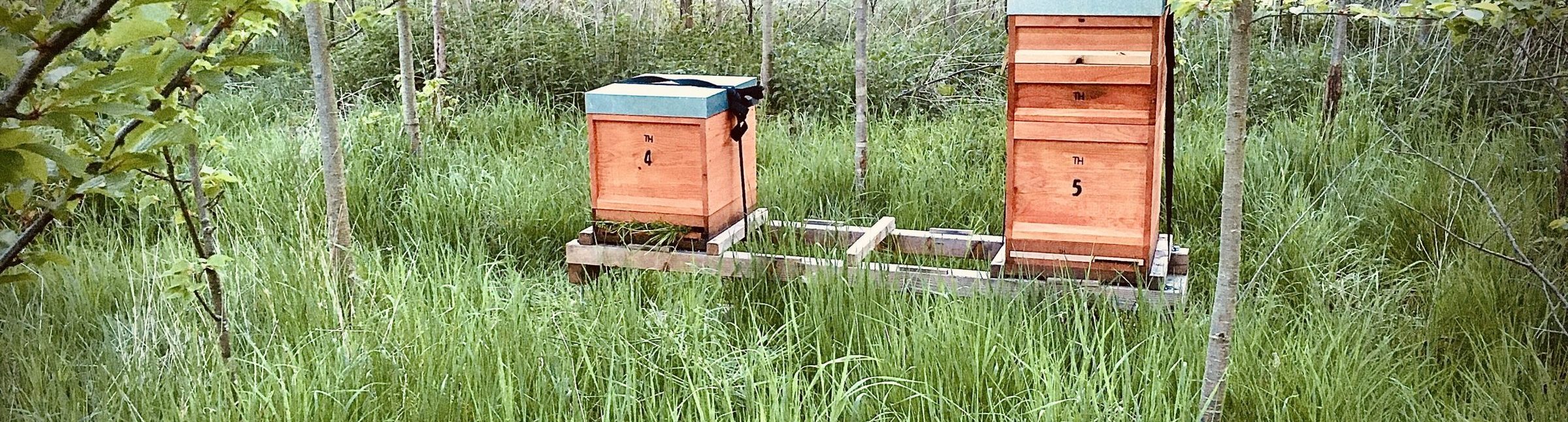Mehrere Bienenbeuten stehen am Rand einer Streuobstwiese