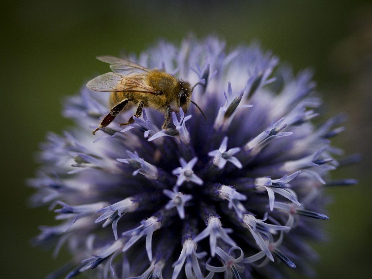Honigbiene an der blauen Blüte einer Kugeldistel