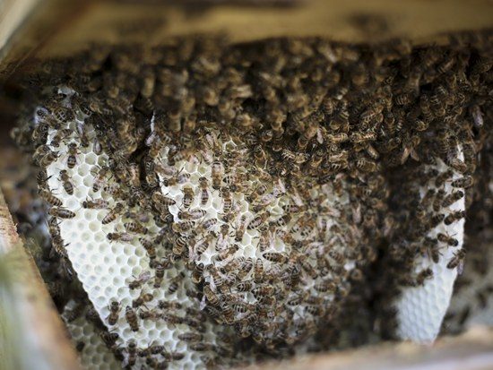 Von den Bienen frei gebaute Naturwaben im einräumigen Brutraum