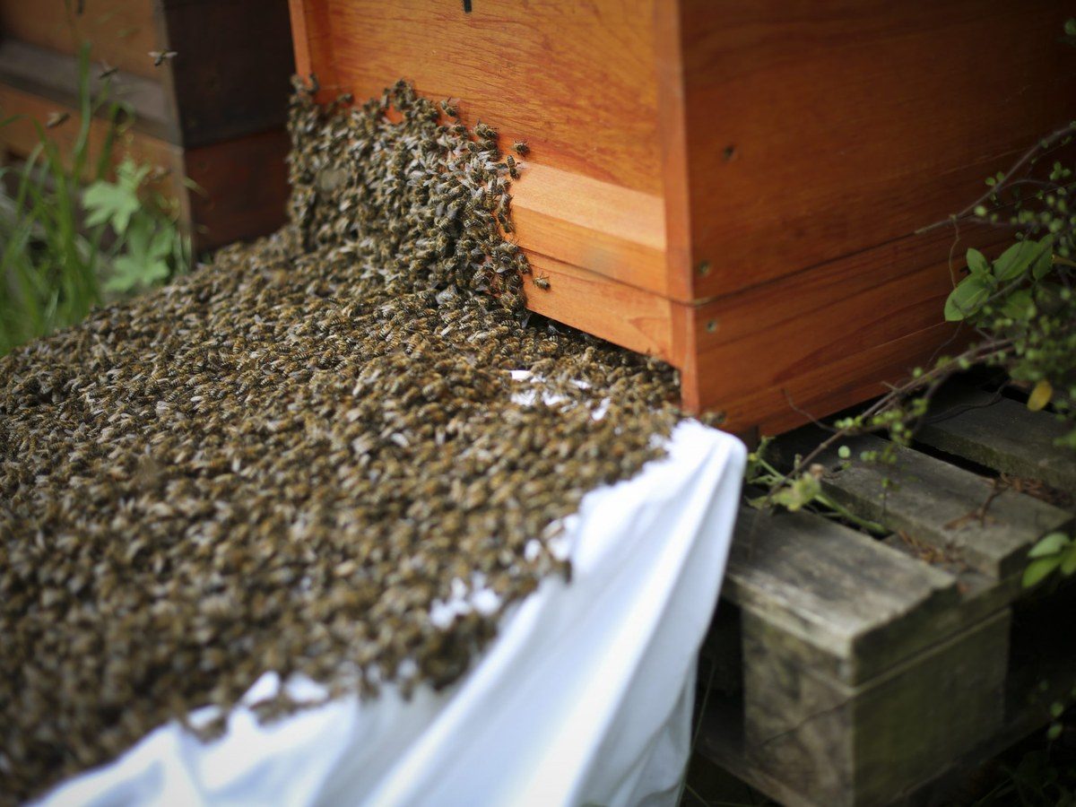Ein ausgezogener Bienenschwarm hängt als Traube an einem Ast