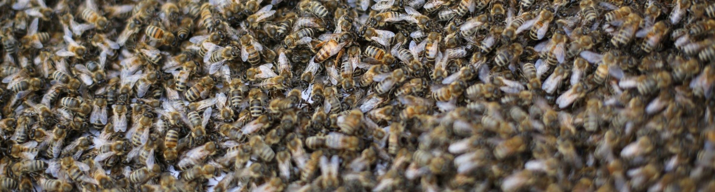 Ein Bienenvolk sitzt dicht gedrängt auf einer Naturwabe